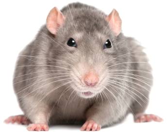 Rats: MPs, Councillors and Officers - liars and cheats in the system