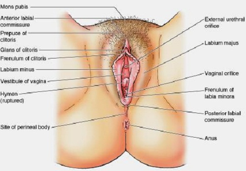 Female Sexual Organs Diagram 121