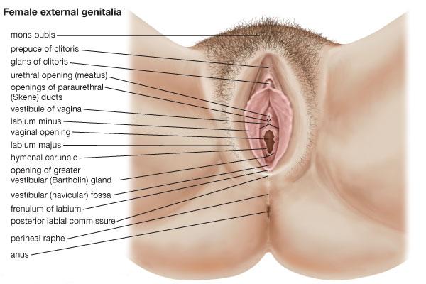 Vagina, clitoris, labia and hymen