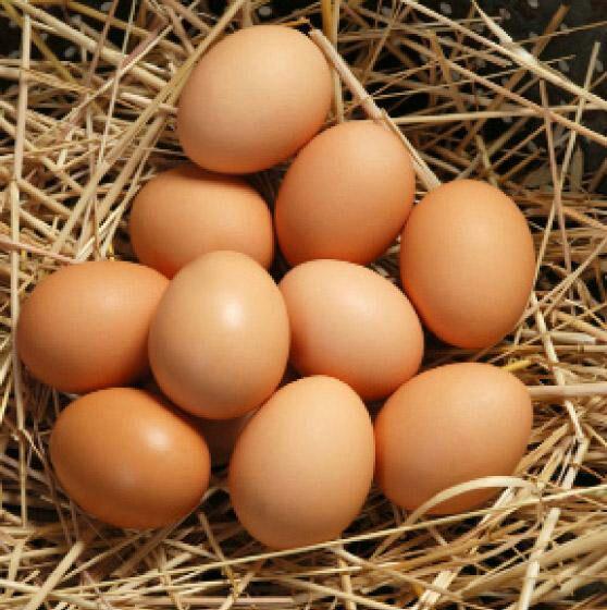 chickens-free-range-eggs