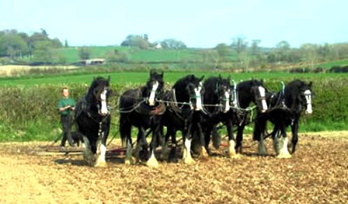 Ploughing a field with horses in East Sussex