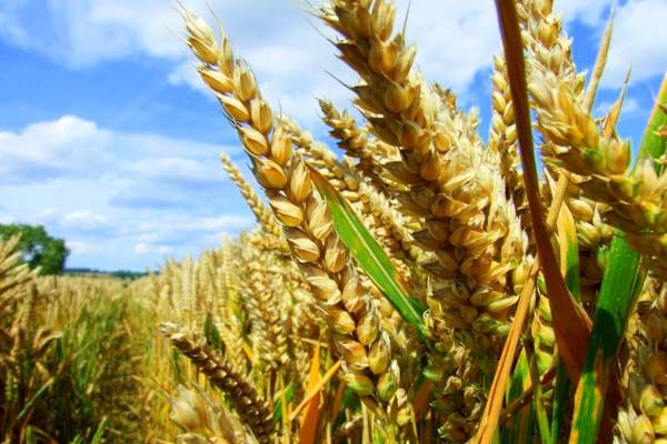 Wheat field in summer, blue skies, the harvest