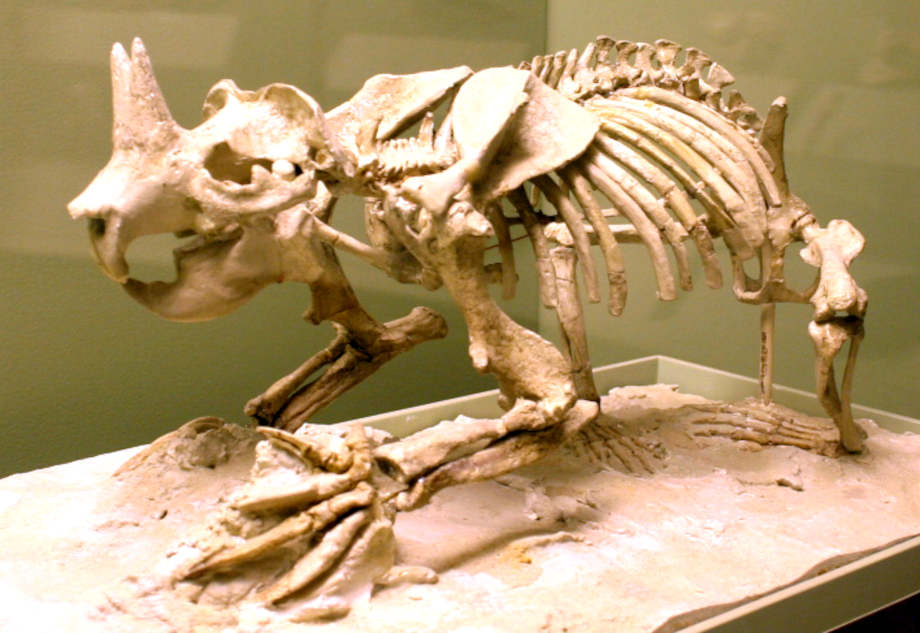 Extinct dinosaur rats