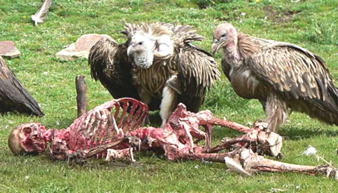 Lapwings in Sussex enjoy a nice meal courtesy of Natural England