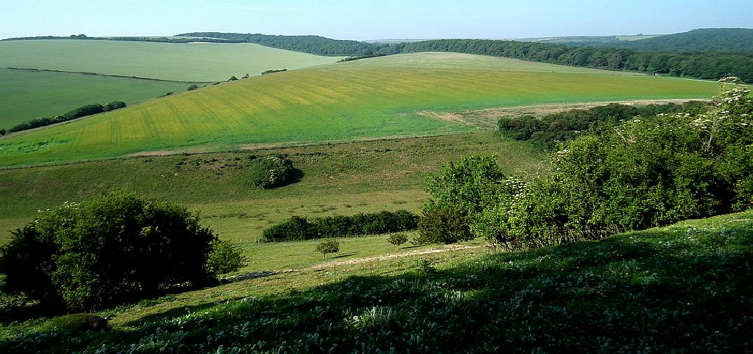 Friston Forest, in the Wealden district of East Sussex