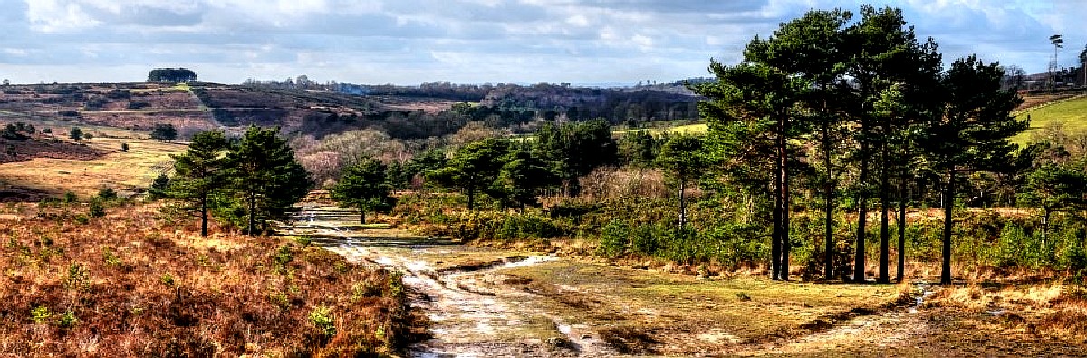 Rugged barren plains of the Ashdown Forest