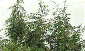image: [ Some say Leylandii trees have forced them to move house. ]