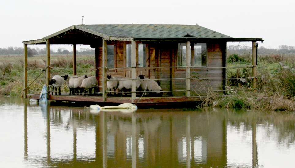 Sheep at Lion Farm waiting by the feed store