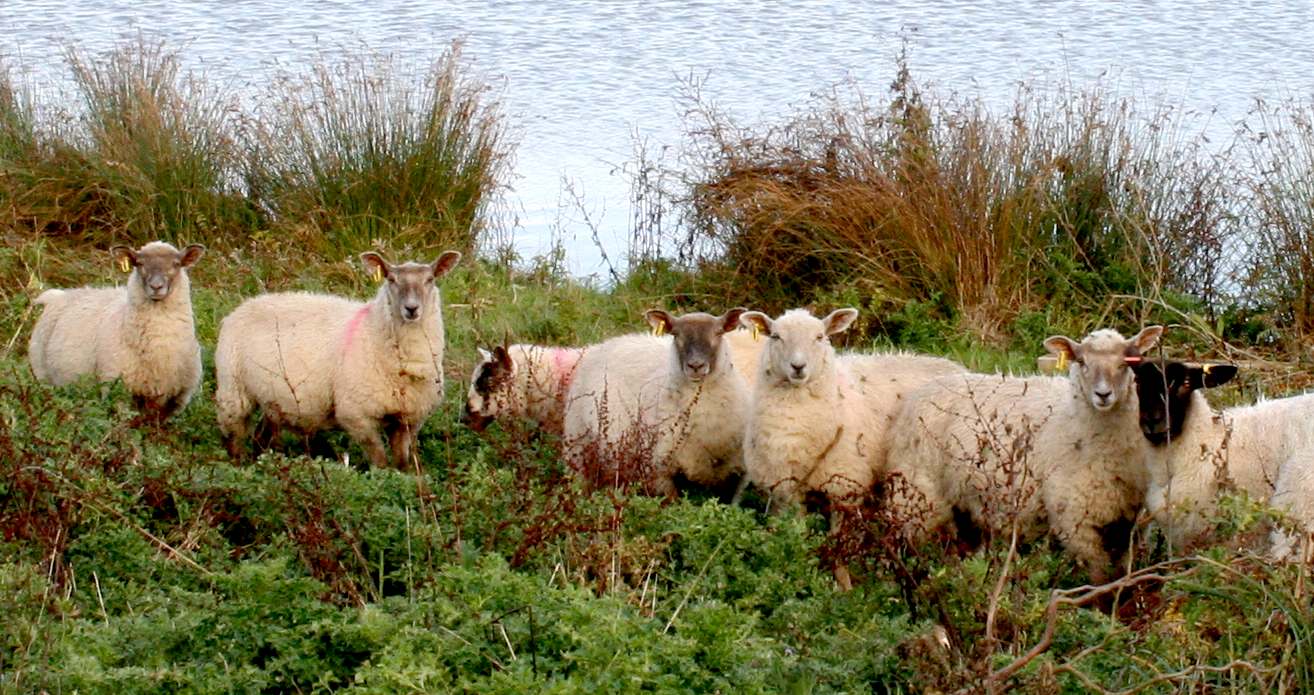 Wealden District Councillor roaming the pastures at Lion Farm