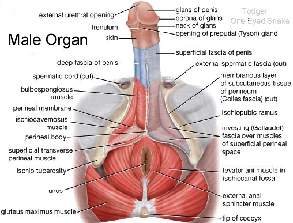 The male organ