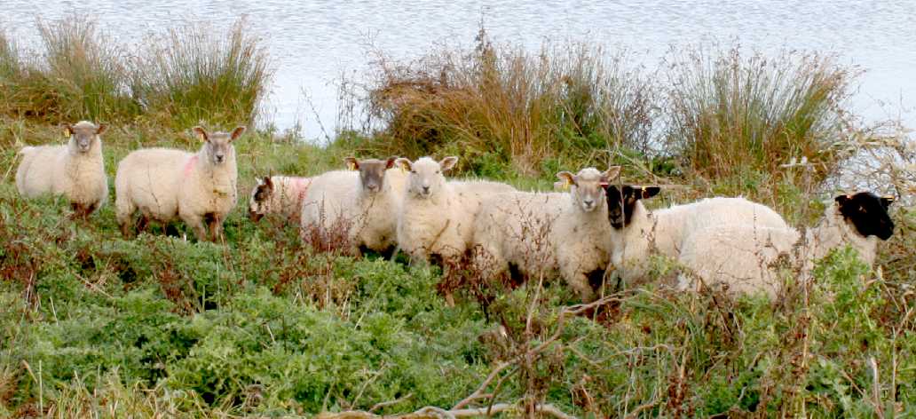 Herstmonceux Parish Council