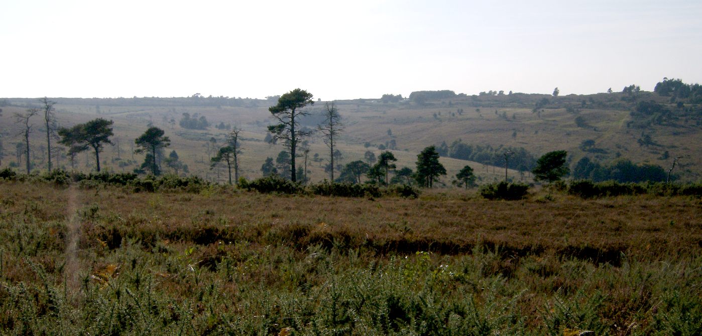 Ashdown Forest